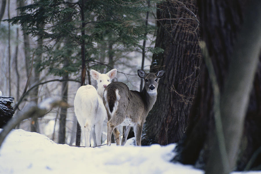 Albino And Normal White-tailed Deer Photograph by Thomas And Pat Leeson