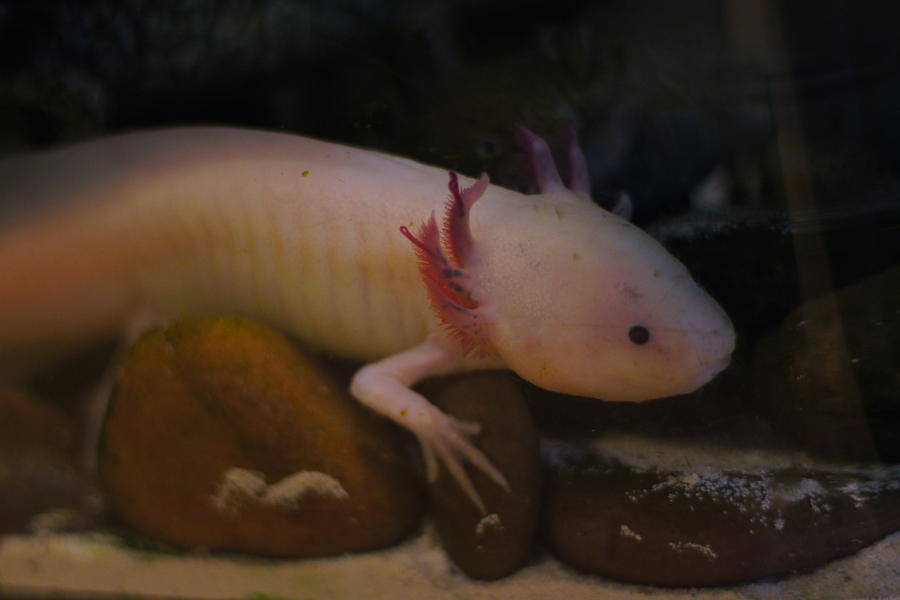 Albino Axolotl Photograph by Rylee Stearnes - Fine Art America