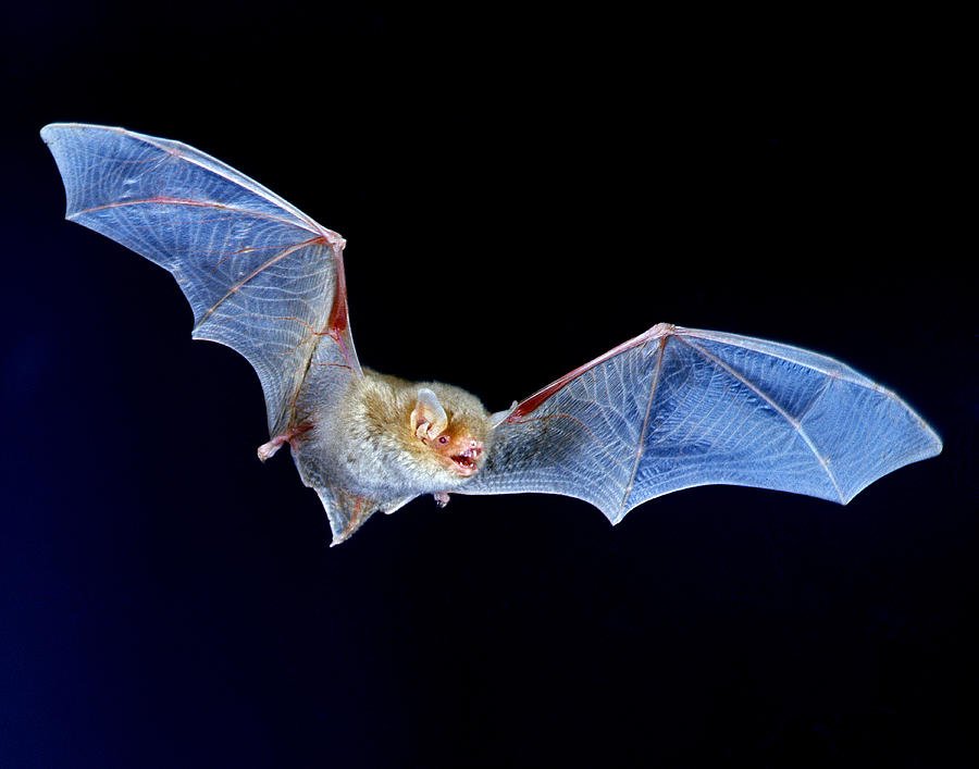 Bat Photograph - Albino Brown Bat Myotis Lucifugus by G Ronald Austing