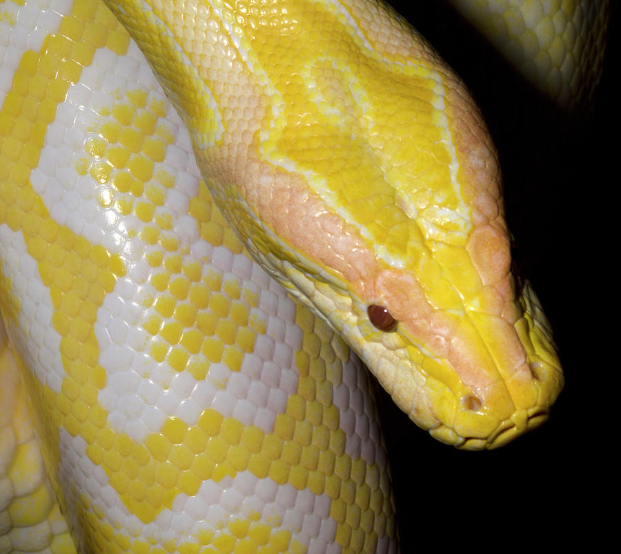 Snake Photograph - Albino Burmese Python by Nigel Downer