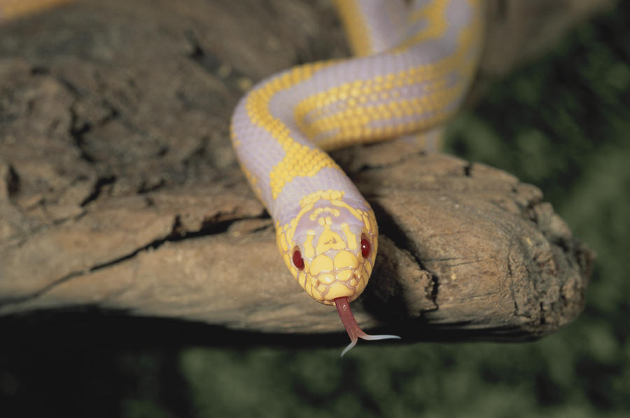 Snake Photograph - Albino California Kingsnake by Richard Hansen