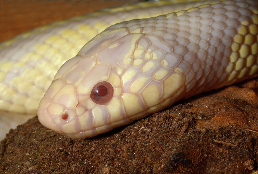 Albino Californian King Snake Photograph by Nigel Downer