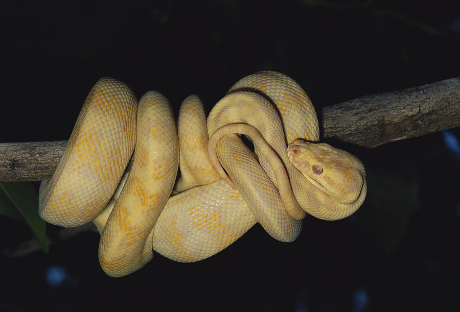 Albino Carpet Python Photograph by Karl H. Switak