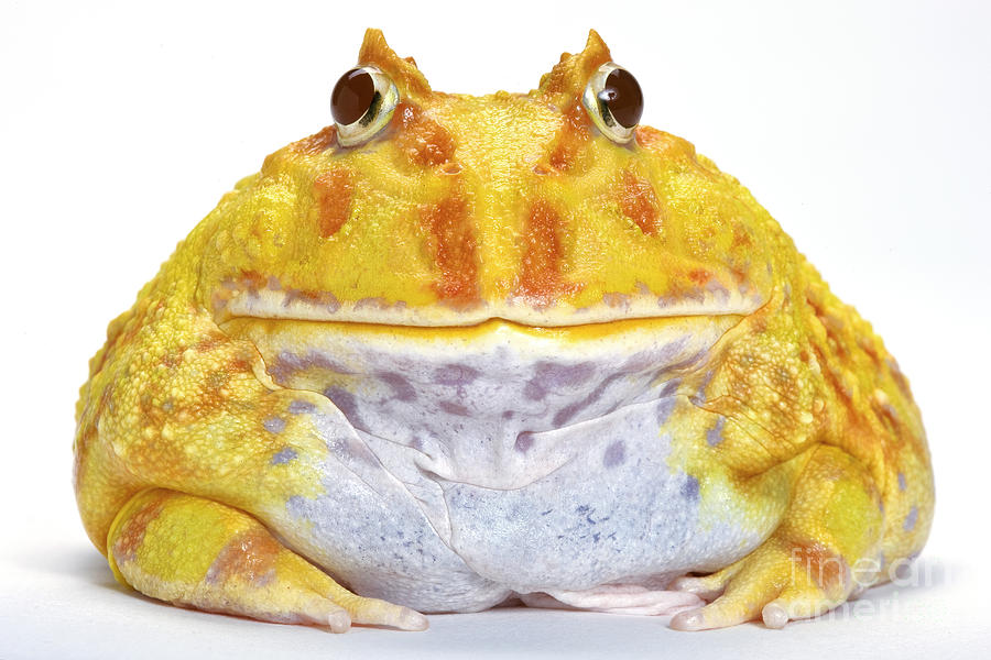 Frog Photograph - Albino Chacoan Horned Frog by Michel Gunther
