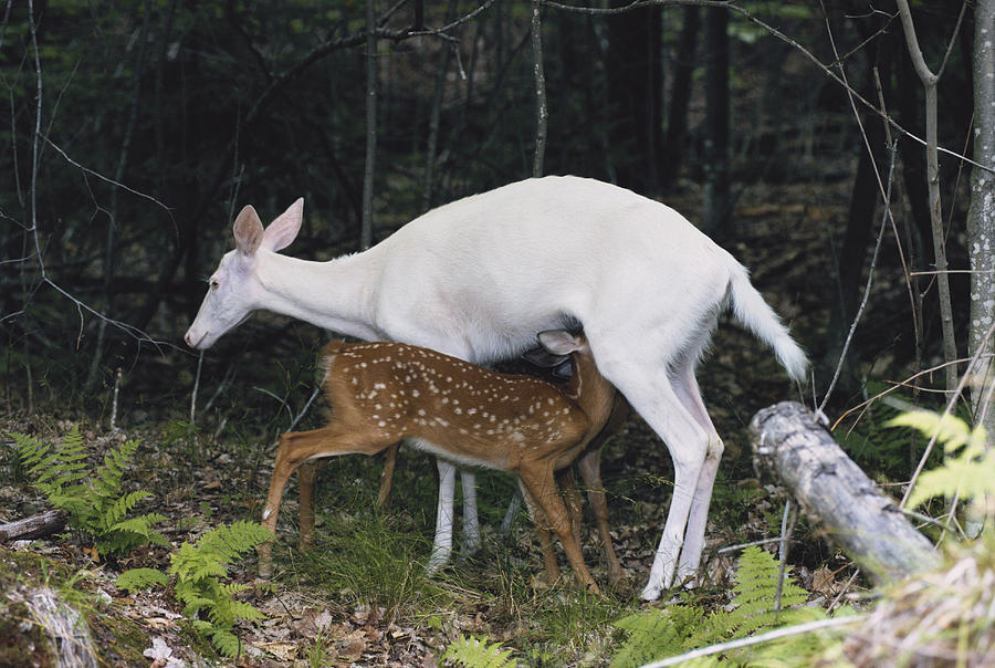 Albino Deer Nursing Fawns With Normal Photograph by Thomas And Pat Leeson