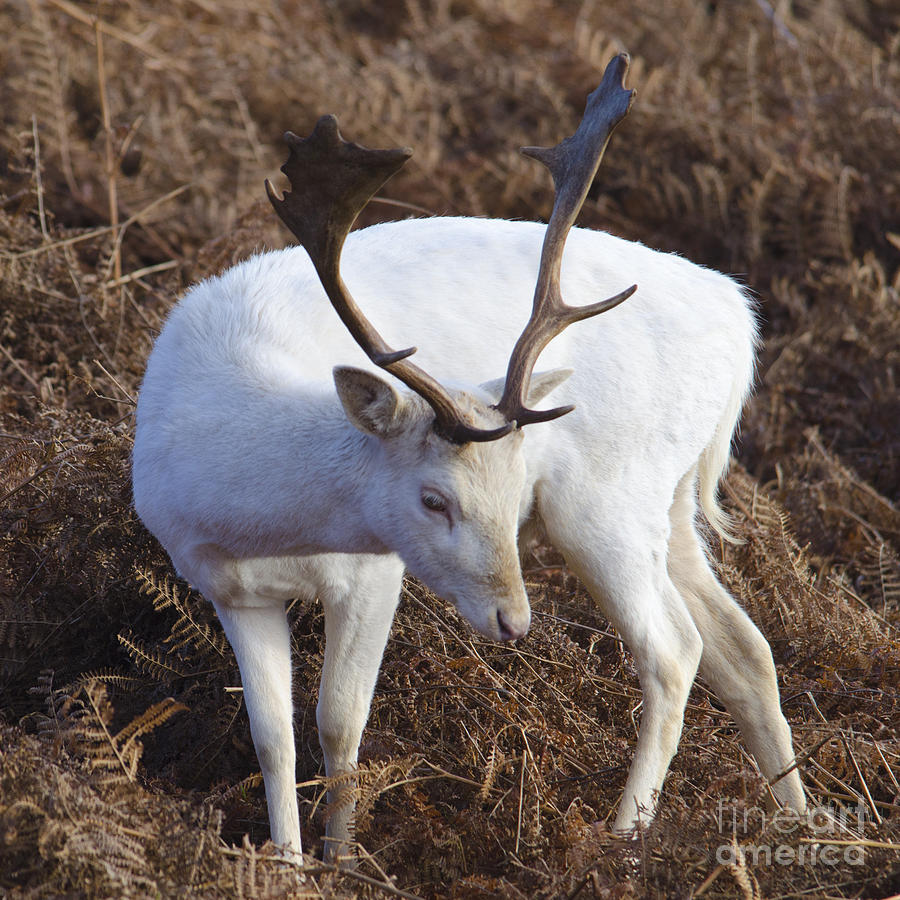 Albino deer Photograph by Steev Stamford