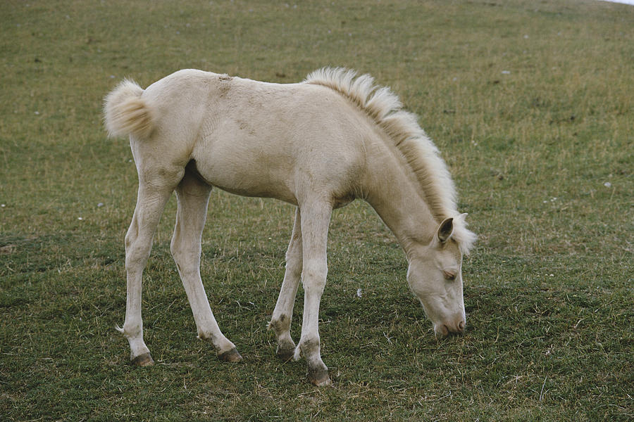 Albino Foal Photograph by Elisabeth Weiland