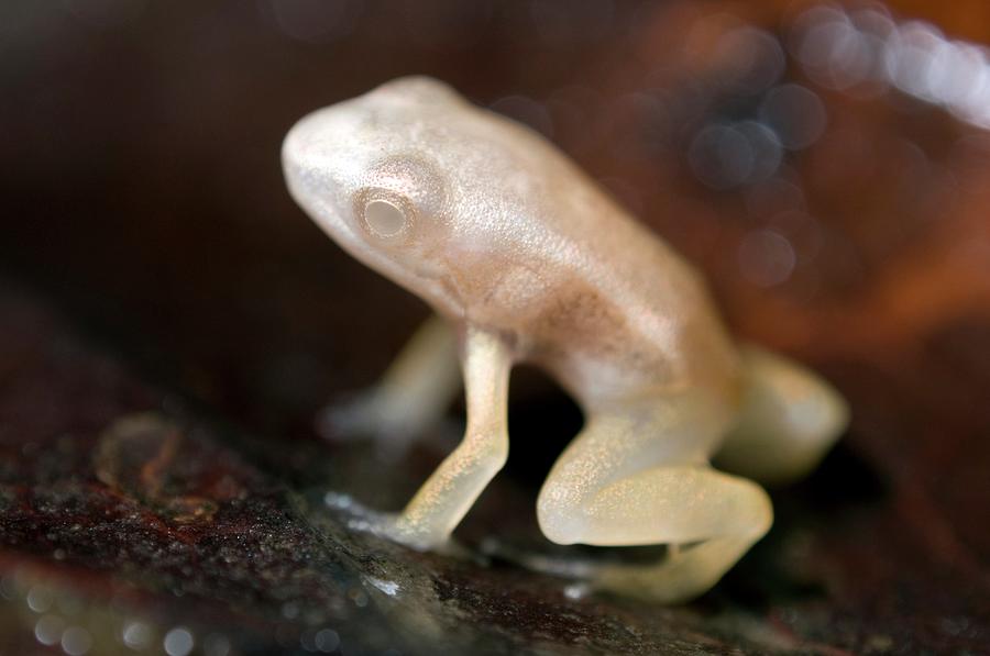 Albino Frog Photograph by Sinclair Stammers/science Photo Library