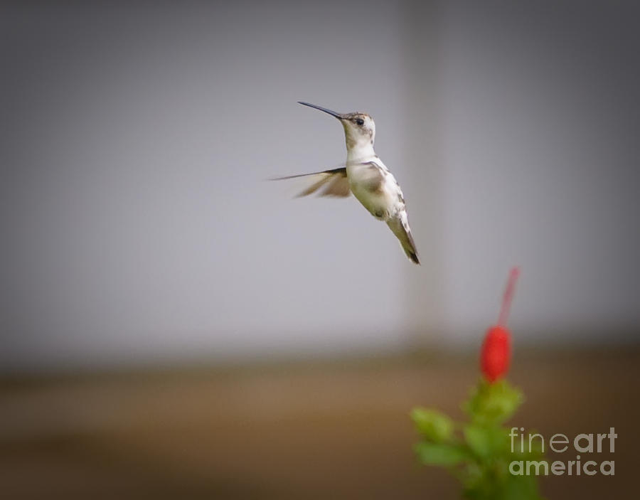 Hummingbird Photograph - Albino Hummingbird by Charles Dobbs