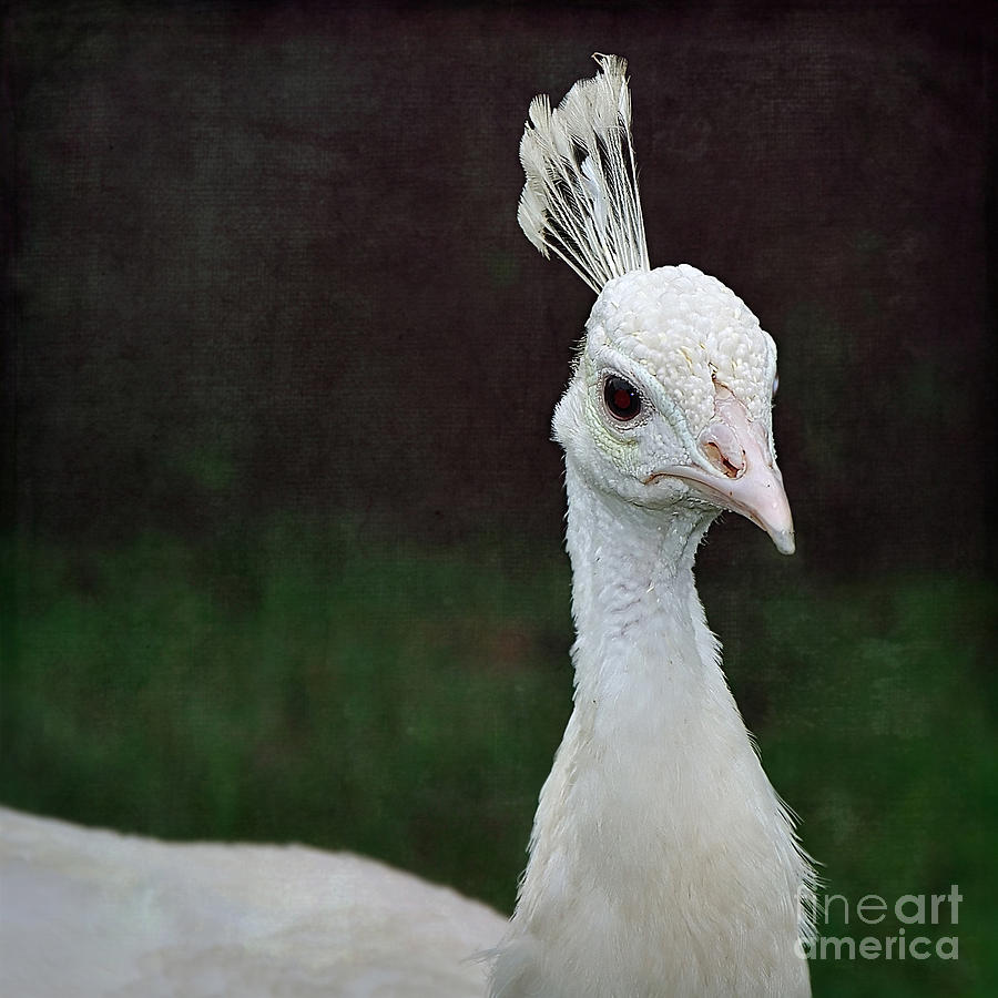Albino Peacock Portrait Photograph by Kaye Menner