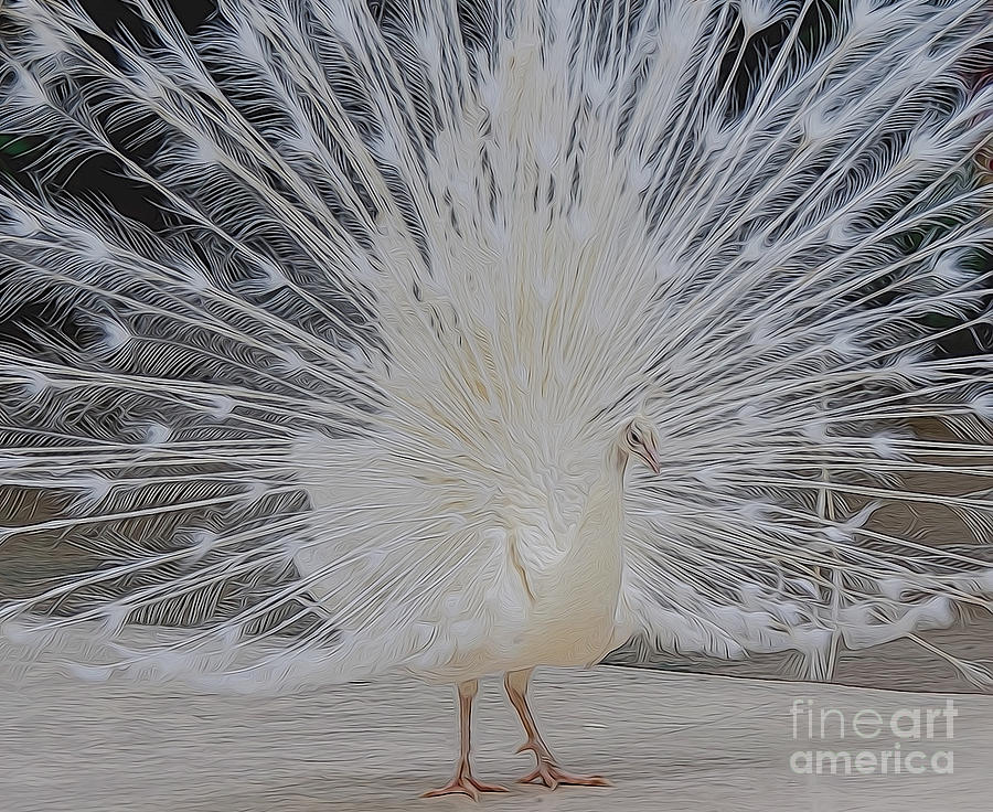 Albino peacock Digital Art by Ray Shiu