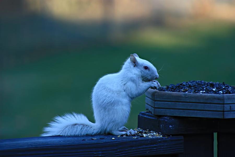 Albino Squirrel Photograph by Amanda Stadther