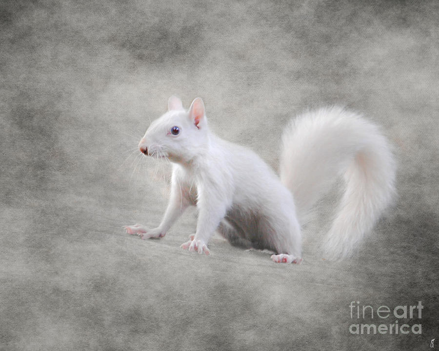Squirrel Photograph - Albino Squirrel by Jai Johnson