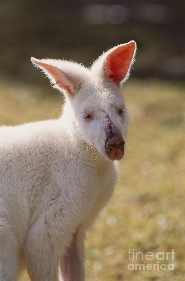 Albino Wallaby Photograph by Art Wolfe