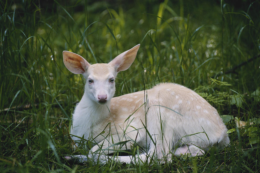 Albino White-tailed Deer Fawn Photograph by Thomas And Pat Leeson