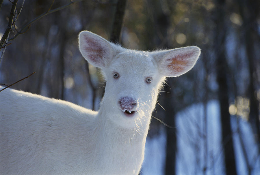 Albino White-tailed Deer Photograph by Thomas And Pat Leeson