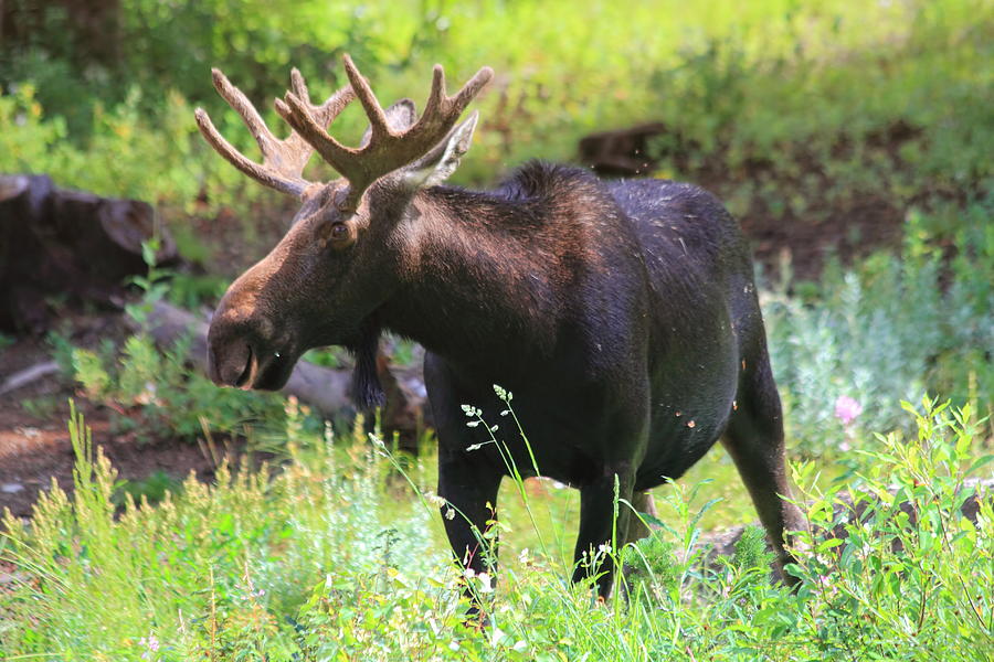 Albion Basin Moose by Gene Praag Albion Basin Moose by Gene Praag
