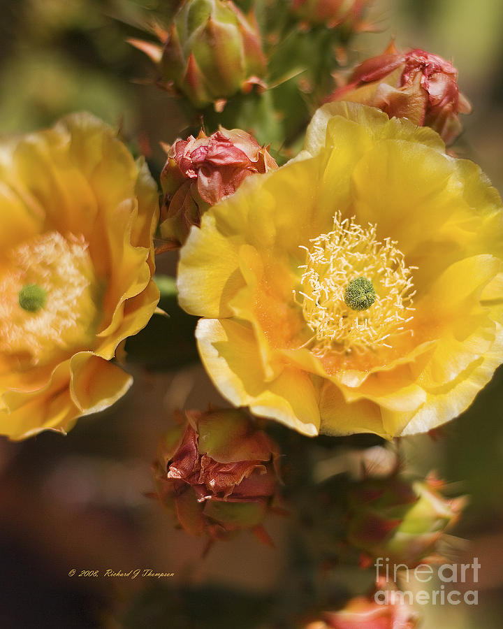 Albispina Cactus #2 Photograph by Richard J Thompson 