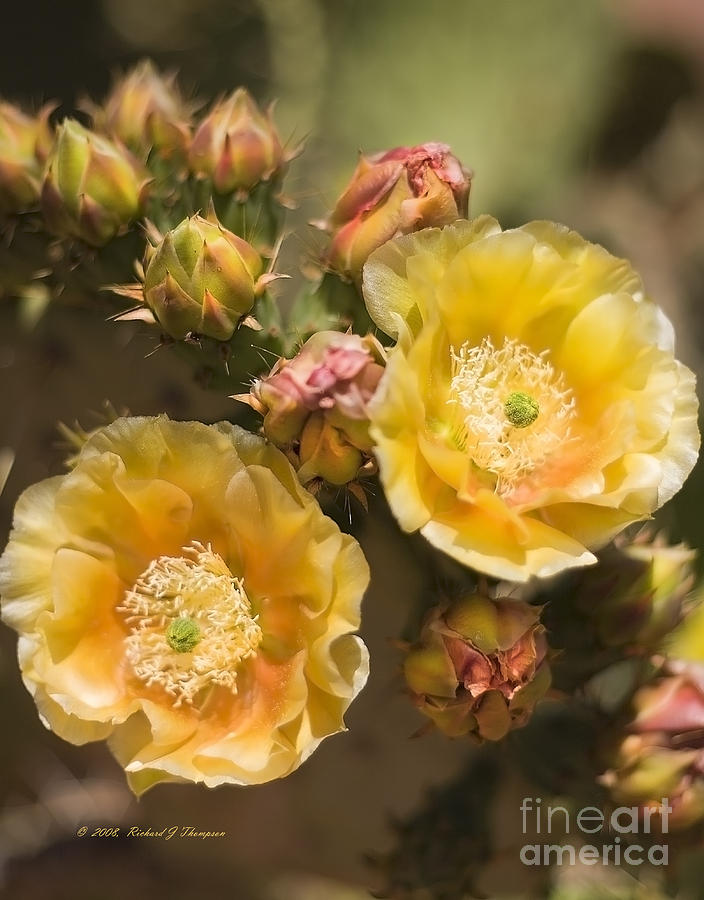 Albispina Cactus Blooms Photograph by Richard J Thompson 
