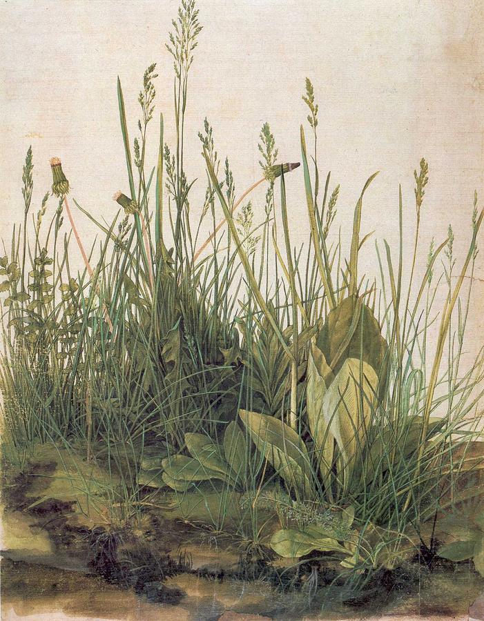 Albrecht Durer Painting - Albrecht Durer Great Piece of Turf by Albrecht Durer