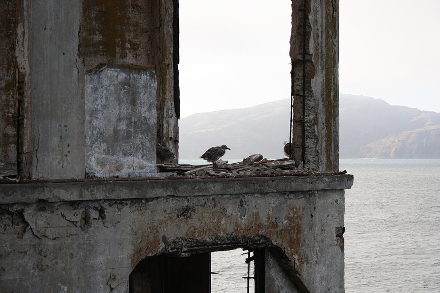 Bird Photograph - Alcatraz Bird by Rick Hale