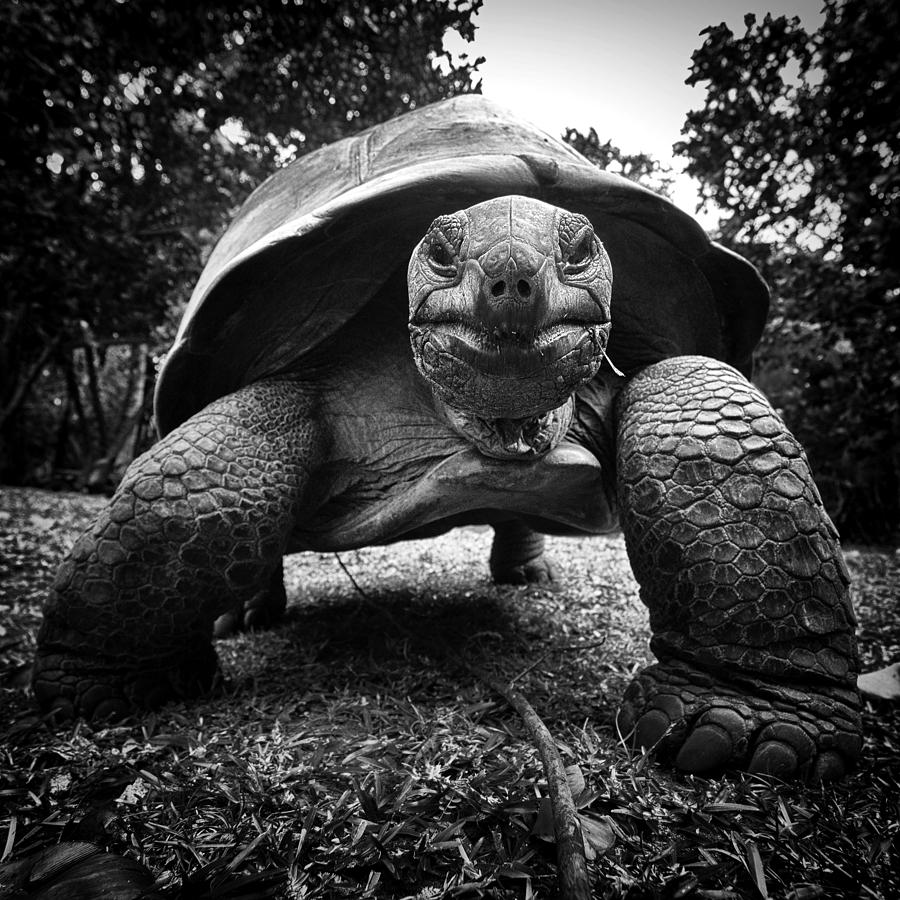 Aldabra giant tortoise Photograph by Fabrizio Troiani