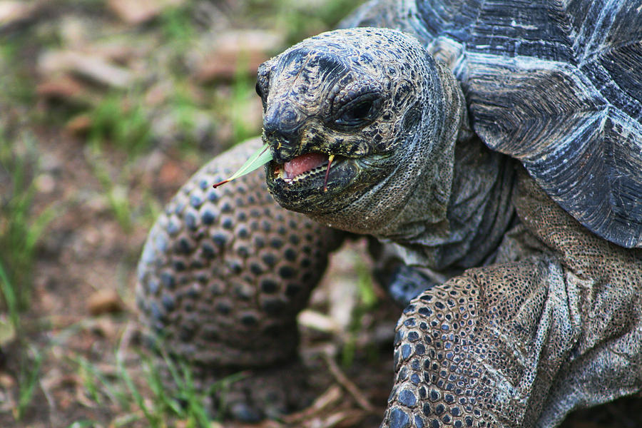 Aldabra Giant Tortoise Photograph by Kathy Clark