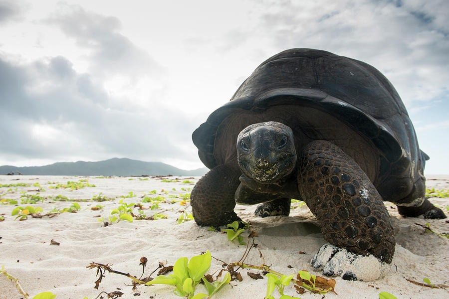 Aldabra Giant Tortoise On Beach Photograph by James Warwick
