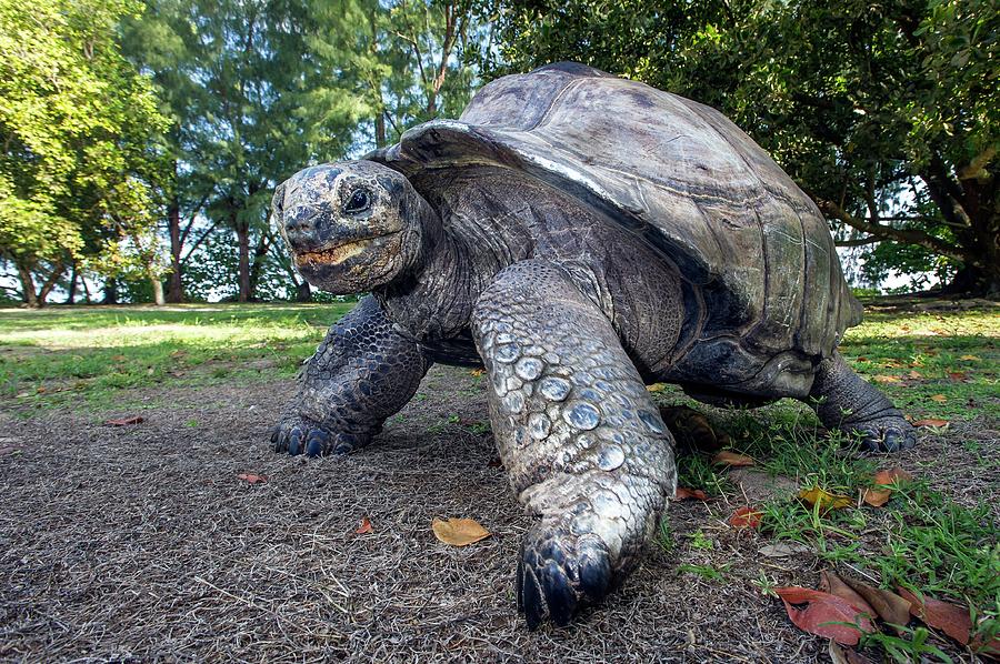 Aldabra Giant Tortoise Photograph by Peter Chadwick - Fine Art America