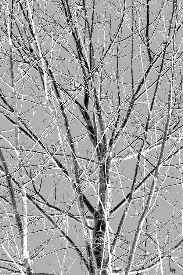 Tree Photograph - Alder Black by Nicki Bennett