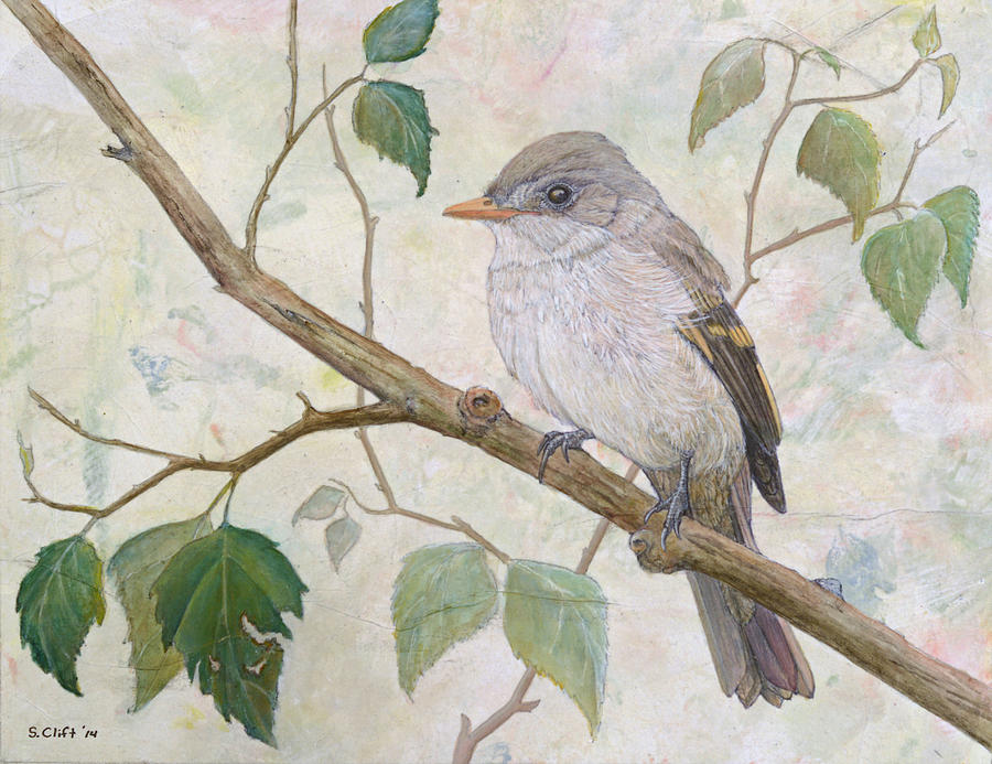 Alder Flycatcher Painting by Sandy Clift