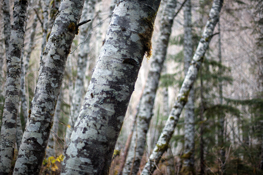 Alder Forest Leaning Photograph by Mike Reid
