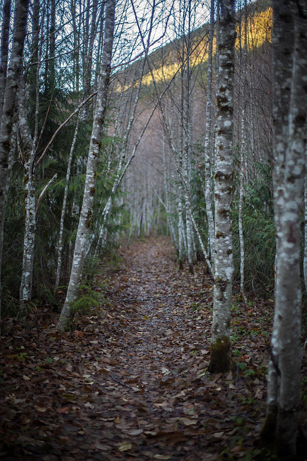 Fall Photograph - Alder Path by Mike Reid