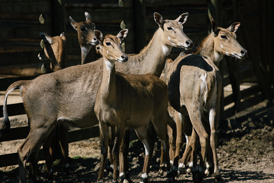 Wildlife Photograph - Alert Antelopes by Pati Photography