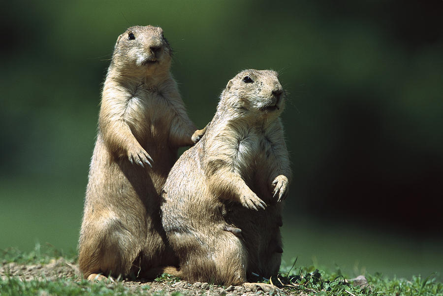 Alert Black-tailed Prairie Dogs Photograph by Konrad Wothe