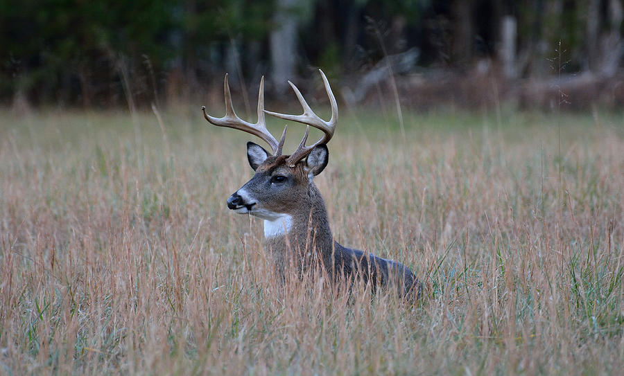 Alert Buck Photograph by Todd Hostetter - Fine Art America