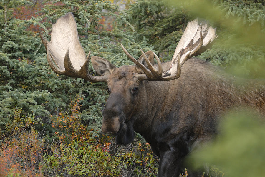 Alert Bull Moose 2 Photograph by David Drew