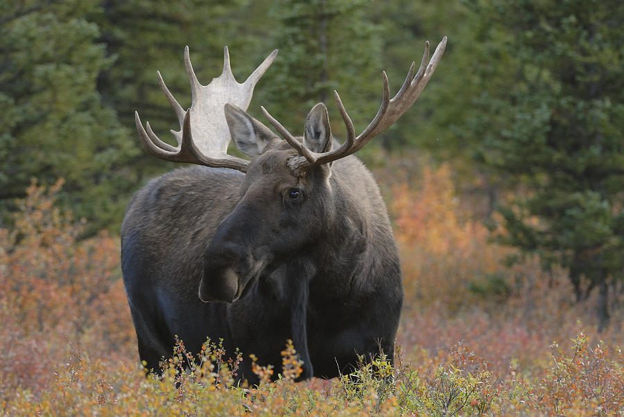 Alert Bull Moose 3 Horizontal Photograph by David Drew