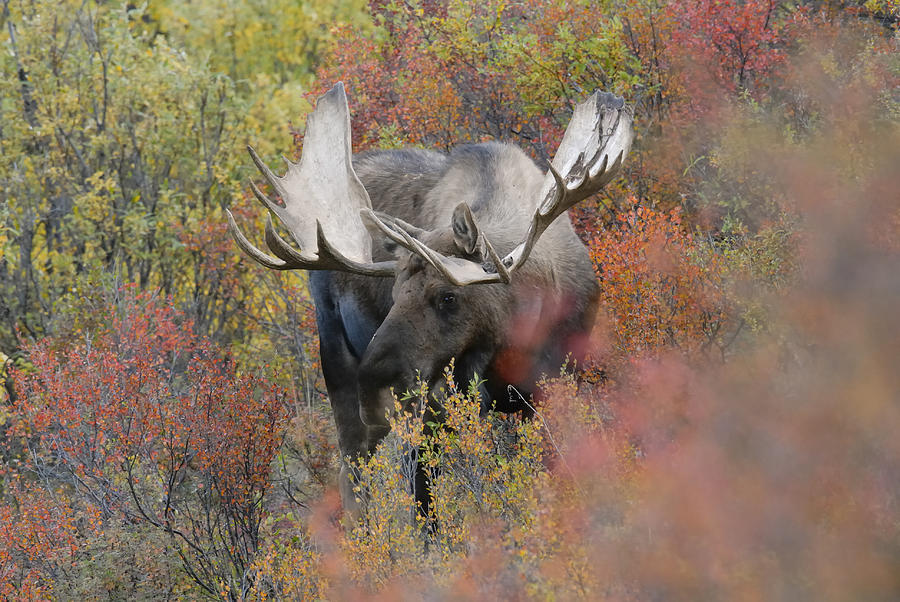 Alert Bull Moose Photograph by David Drew