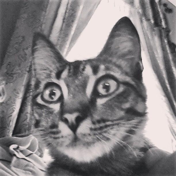 Cat Photograph - Alert #cat #neworleans by Mark Mayhew