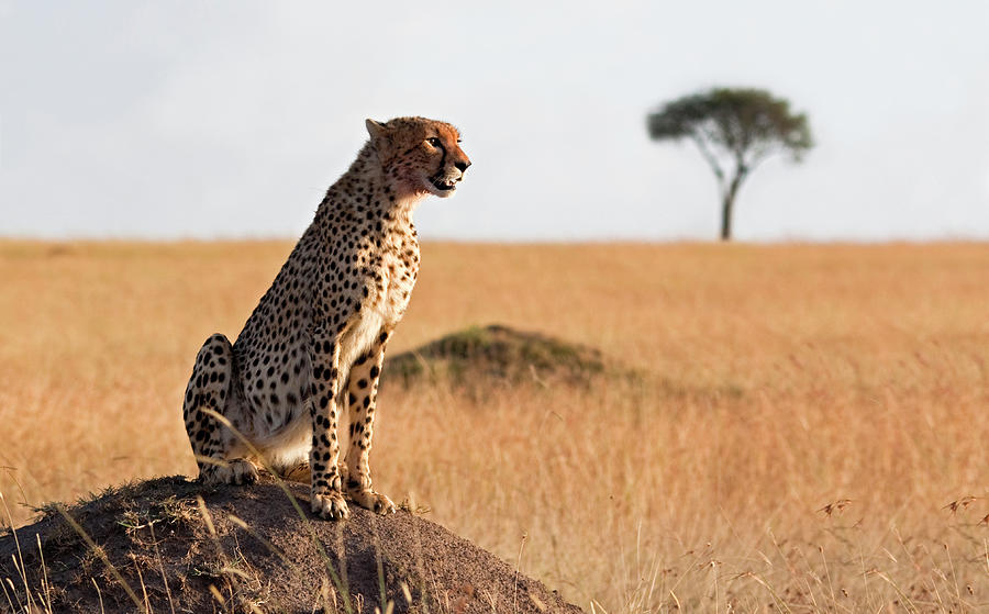 Alert Cheetah Photograph by Wldavies