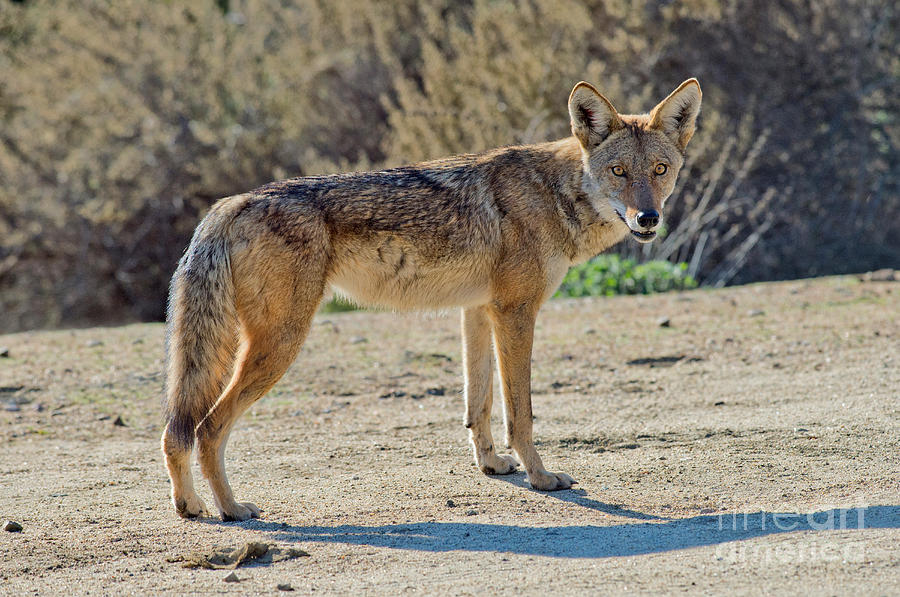 Mammal Photograph - Alert Coyote by Anthony Mercieca
