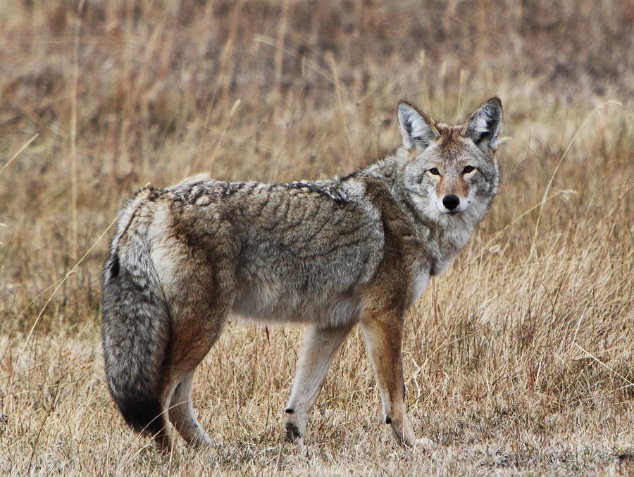 Alert Coyote Photograph by Joel Metcalfe - Fine Art America