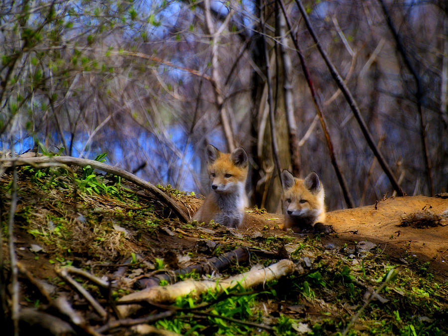 Alert Cute Kit Foxes Photograph by Thomas Young