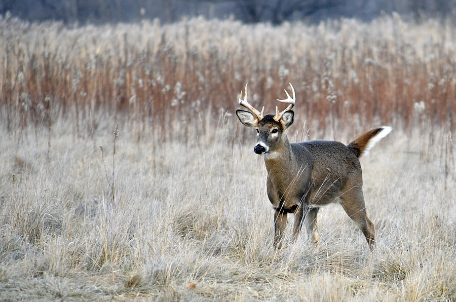 Alert Deer Photograph by Steve Tracy