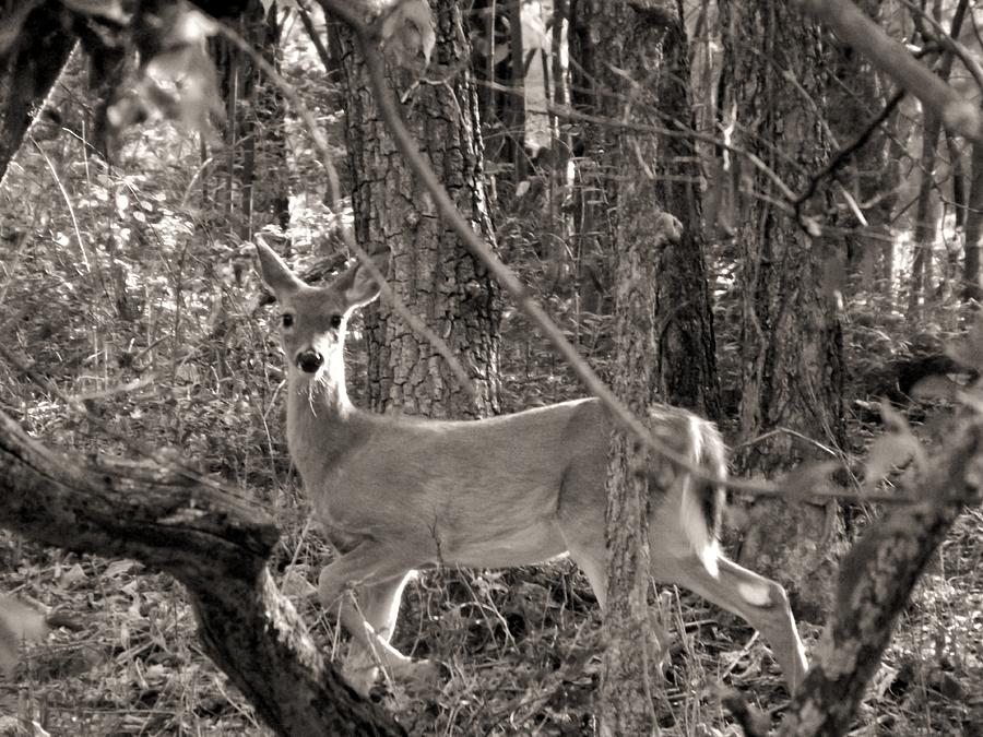 Deer Photograph - Alert by Elizabeth Sullivan