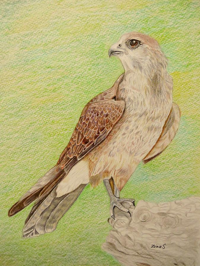 Hawk Drawing - Alert for prey by Zina Stromberg