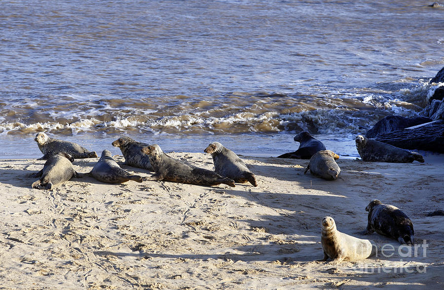 Alert Grey Seals in England Photograph by Paul Cowan