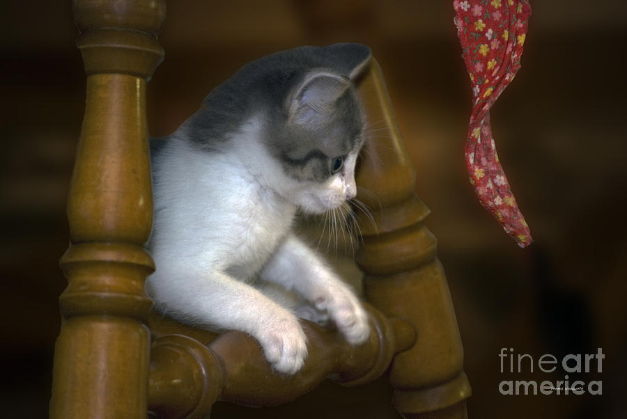 Animals Photograph - Alert Kitty by Thomas Woolworth Animals Photograph - Alert Kitty by Thomas Woolworth