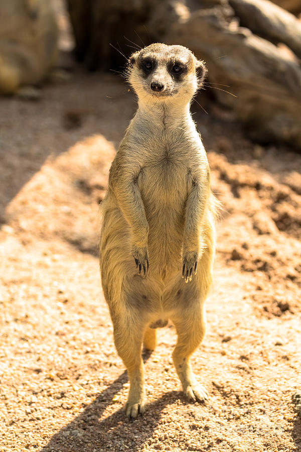 Alert meerkat standing on guard Photograph by Tosporn Preede